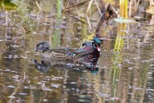 A06WoodDuckPair6349.jpg A06WoodDuckPair6349.jpg