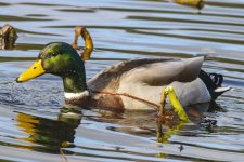A08MallardDrake6806.jpg A08MallardDrake6806.jpg