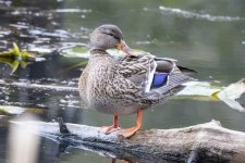 A09MallardHen6503.jpg A09MallardHen6503.jpg