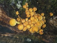 B05SulfurTuftMushroomsA300047.jpg B05SulfurTuftMushroomsA300047.jpg