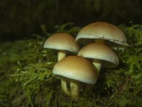 B06SulfurTuftMushroomsB040011.jpg B06SulfurTuftMushroomsB040011.jpg