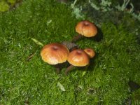 B07OrangeMossNavelMushroomEmergeFromMossLawnTrimA300006.jpg B07OrangeMossNavelMushroomEmergeFromMossLawnTrimA300006.jpg