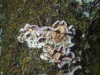 B08CrimpedGillMushroomA300022.jpg B08CrimpedGillMushroomA300022.jpg