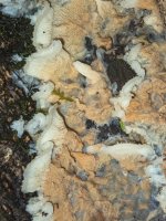 B09WhiteFrillyFungusPA300037.jpg B09WhiteFrillyFungusPA300037.jpg