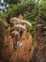 B10ClearParasolMushroomsB110026.jpg B10ClearParasolMushroomsB110026.jpg