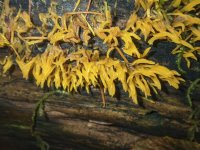 B11JellyFingerFungusA300043.jpg B11JellyFingerFungusA300043.jpg