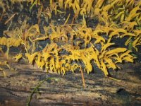 B12JellyFingerFungusA300045.jpg