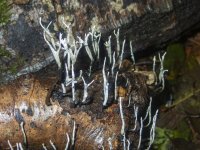 B13CandlesnuffMushroomB040012.jpg B13CandlesnuffMushroomB040012.jpg