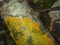 B16PhysarumPlasmodialSlimeMoldA300034.jpg B16PhysarumPlasmodialSlimeMoldA300034.jpg