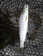 IMG_4598.jpeg