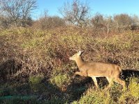 IMG_0090.jpeg