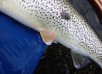 IMG_4678.jpeg