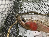 IMG_9164.jpeg IMG_9164.jpeg
