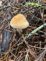 IMG_1949.jpeg