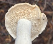 IMG_1951.jpeg