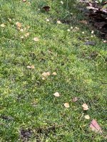 IMG_1020.jpeg