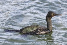 A01PelagicCormorant6690.jpg A01PelagicCormorant6690.jpg