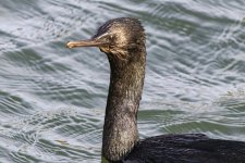 A02PelagicCormorant6591.jpg A02PelagicCormorant6591.jpg