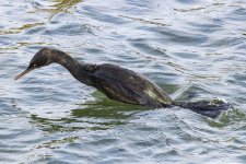 A03PelagicCormorantDiving6638.jpg A03PelagicCormorantDiving6638.jpg