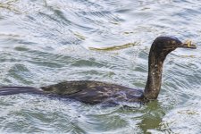 A04PelagicCormorantWPholid6633.jpg A04PelagicCormorantWPholid6633.jpg