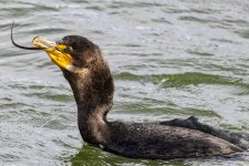 A05DoubleCrestedCormorantWPipefish6594.jpg A05DoubleCrestedCormorantWPipefish6594.jpg