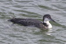 A06CommonLoon6672.jpg A06CommonLoon6672.jpg