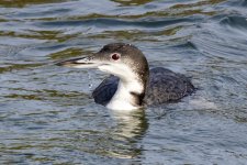 A07CommonLoon6599.jpg A07CommonLoon6599.jpg