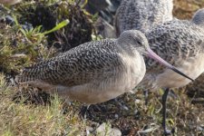 A09MarbledGodwit6543.jpg A09MarbledGodwit6543.jpg