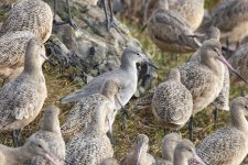 A10WillettAmongMarbledGodwits6709.jpg A10WillettAmongMarbledGodwits6709.jpg