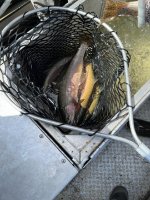 IMG_20220415_074317.jpg