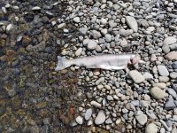 20220415_fish.jpg 20220415_fish.jpg