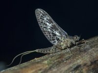 C07CallibaetisMayfly_4150051.jpg