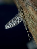 CallibaetisMayfly_4150046.jpg