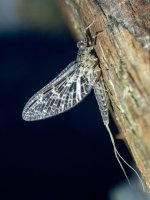CallibaetisMayfly_4150049.jpg