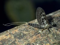 CallibaetisMayfly_4150055.jpg