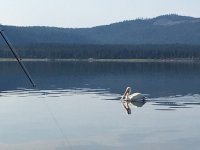 pelican.jpg