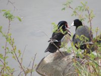 IMG_1695.JPG