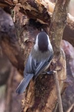 A01BlackCappedChickadee6829.jpg A01BlackCappedChickadee6829.jpg