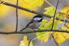 A02BlackCappedChickadee6889.jpg A02BlackCappedChickadee6889.jpg