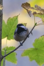 A03BlackCappedChickadee6912.jpg A03BlackCappedChickadee6912.jpg
