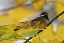 A04BlackCappedChickadee6953.jpg A04BlackCappedChickadee6953.jpg