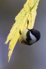 A05ChestnutBackedChickadee6931.jpg A05ChestnutBackedChickadee6931.jpg