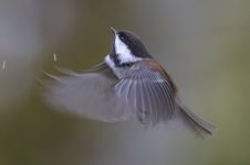 A06ChestnutBackedChickadeeInFlighjt6935.jpg A06ChestnutBackedChickadeeInFlighjt6935.jpg