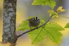 A08GoldenCrownedKinglet6919.jpg A08GoldenCrownedKinglet6919.jpg