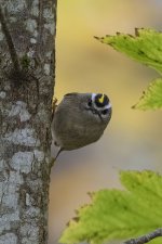 A09GoldenCrownedKinglet6879.jpg A09GoldenCrownedKinglet6879.jpg