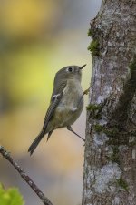 A11RubyCrownedKinglet6893.jpg A11RubyCrownedKinglet6893.jpg