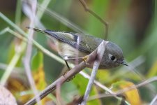 A12RubyCrownedKinglet7026.jpg A12RubyCrownedKinglet7026.jpg