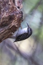 A13BrownCreeper6835.jpg A13BrownCreeper6835.jpg