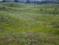 A01CamasMeadowP5140060.jpg