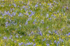 A02CamasButtercups0203.jpg